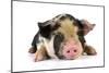 Pig 2 Week Old Kune Kune Piglet-null-Mounted Photographic Print