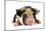 Pig 2 Week Old Kune Kune Piglet-null-Mounted Photographic Print