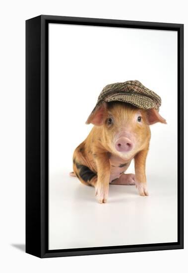 Pig 2 Week Old Oxford Sandy and Black Piglet-null-Framed Stretched Canvas