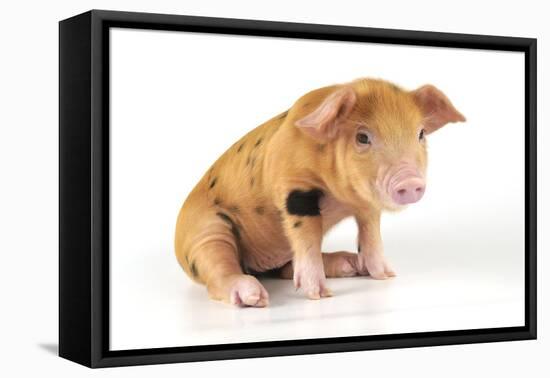 Pig 2 Week Old Oxford Sandy and Black Piglet-null-Framed Stretched Canvas