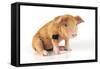 Pig 2 Week Old Oxford Sandy and Black Piglet-null-Framed Stretched Canvas