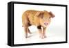 Pig 2 Week Old Oxford Sandy and Black Piglet-null-Framed Stretched Canvas