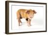 Pig 2 Week Old Oxford Sandy and Black Piglet-null-Framed Photographic Print