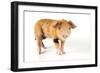 Pig 2 Week Old Oxford Sandy and Black Piglet-null-Framed Photographic Print