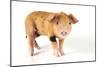 Pig 2 Week Old Oxford Sandy and Black Piglet-null-Mounted Photographic Print