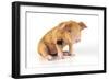 Pig 2 Week Old Oxford Sandy and Black Piglet-null-Framed Photographic Print