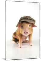 Pig 2 Week Old Oxford Sandy and Black Piglet-null-Mounted Photographic Print