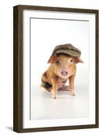 Pig 2 Week Old Oxford Sandy and Black Piglet-null-Framed Photographic Print