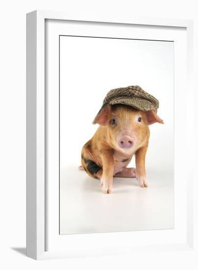 Pig 2 Week Old Oxford Sandy and Black Piglet-null-Framed Photographic Print