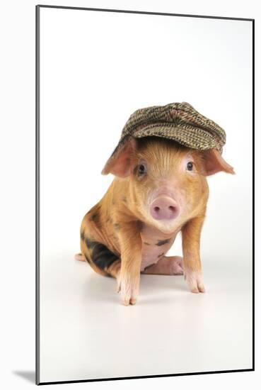 Pig 2 Week Old Oxford Sandy and Black Piglet-null-Mounted Photographic Print