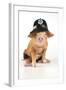 Pig 2 Week Old Oxford Sandy and Black Piglet-null-Framed Photographic Print