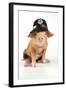 Pig 2 Week Old Oxford Sandy and Black Piglet-null-Framed Photographic Print