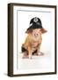 Pig 2 Week Old Oxford Sandy and Black Piglet-null-Framed Photographic Print