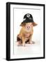 Pig 2 Week Old Oxford Sandy and Black Piglet-null-Framed Photographic Print