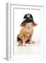 Pig 2 Week Old Oxford Sandy and Black Piglet-null-Framed Photographic Print