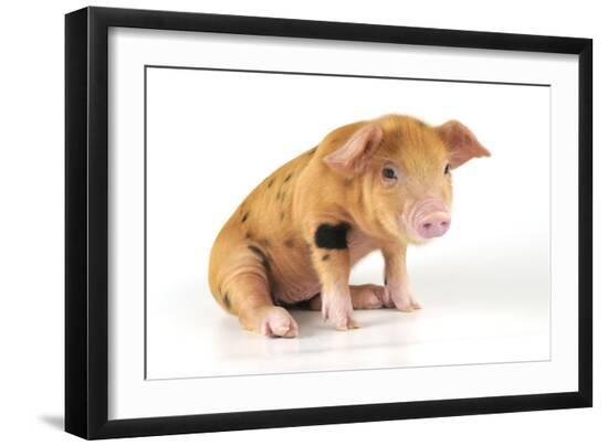 Photographic Print, , large