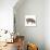 Pig Abstract Circles-Ron Magnes-Giclee Print displayed on a wall