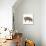 Pig Abstract Circles-Ron Magnes-Stretched Canvas displayed on a wall