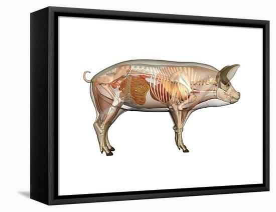 Pig Anatomy, Artwork-Friedrich Saurer-Framed Stretched Canvas