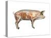 Pig Anatomy, Artwork-Friedrich Saurer-Stretched Canvas