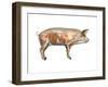 Pig Anatomy, Artwork-Friedrich Saurer-Framed Photographic Print