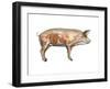 Pig Anatomy, Artwork-Friedrich Saurer-Framed Photographic Print