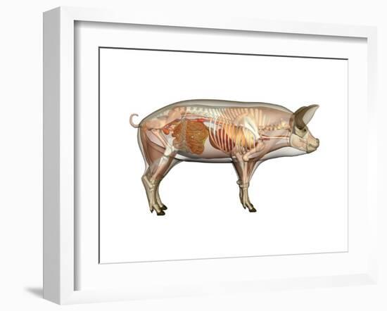 Pig Anatomy, Artwork-Friedrich Saurer-Framed Photographic Print