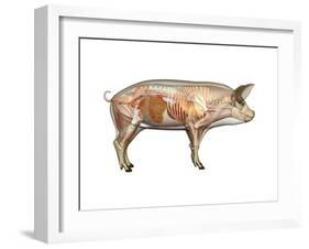 Pig Anatomy, Artwork-Friedrich Saurer-Framed Photographic Print