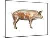 Pig Anatomy, Artwork-Friedrich Saurer-Mounted Photographic Print