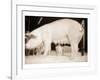 Pig and Five Piglets-Theo Westenberger-Framed Art Print