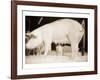 Pig and Five Piglets-Theo Westenberger-Framed Art Print