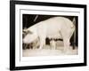 Pig and Five Piglets-Theo Westenberger-Framed Art Print