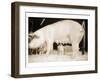 Pig and Five Piglets-Theo Westenberger-Framed Art Print