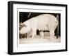 Pig and Five Piglets-Theo Westenberger-Framed Art Print