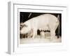 Pig and Five Piglets-Theo Westenberger-Framed Art Print