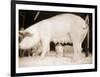 Pig and Five Piglets-Theo Westenberger-Framed Art Print