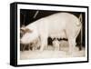 Pig and Five Piglets-Theo Westenberger-Framed Stretched Canvas