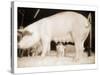 Pig and Five Piglets-Theo Westenberger-Stretched Canvas