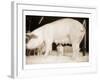 Pig and Five Piglets-Theo Westenberger-Framed Art Print