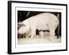 Pig and Five Piglets-Theo Westenberger-Framed Art Print