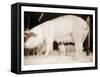 Pig and Five Piglets-Theo Westenberger-Framed Stretched Canvas