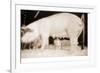 Pig and Five Piglets-Theo Westenberger-Framed Photographic Print