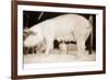 Pig and Five Piglets-Theo Westenberger-Framed Photographic Print