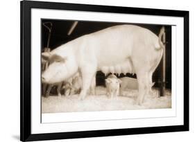 Pig and Five Piglets-Theo Westenberger-Framed Photographic Print