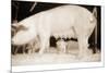 Pig and Five Piglets-Theo Westenberger-Mounted Photographic Print