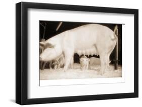 Pig and Five Piglets-Theo Westenberger-Framed Photographic Print