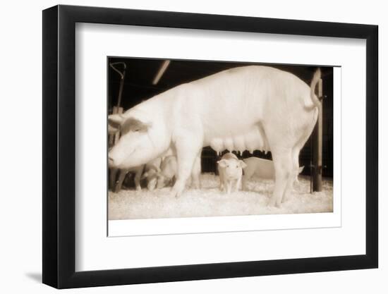 Pig and Five Piglets-Theo Westenberger-Framed Photographic Print