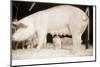 Pig and Five Piglets-Theo Westenberger-Mounted Photographic Print