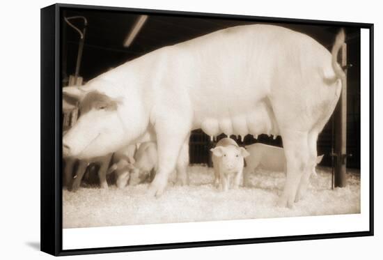 Pig and Five Piglets-Theo Westenberger-Framed Stretched Canvas