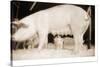 Pig and Five Piglets-Theo Westenberger-Stretched Canvas